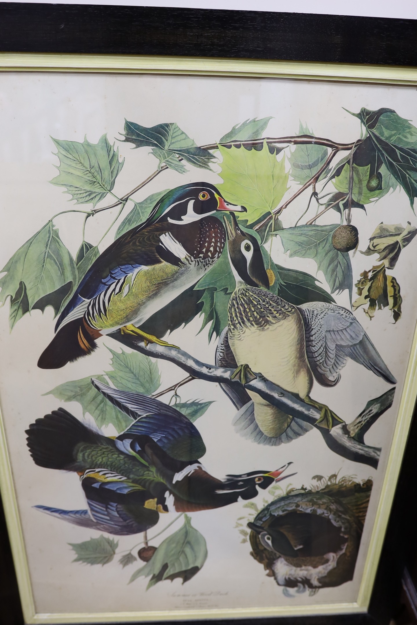Havell after Audubon, five coloured prints, Ornithological studies, largest 96 x 65cm